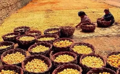 農(nóng)民豐收節(jié)來臨,新疆豐收場面流出,新疆農(nóng)民太任性了